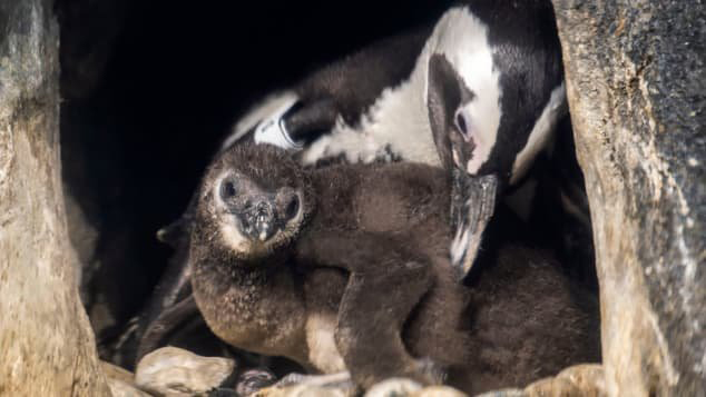 Monterey aquarium needs a name for its new penguin chick