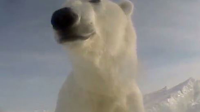 Man mauled by polar bear in Canada was trying to protect his children
