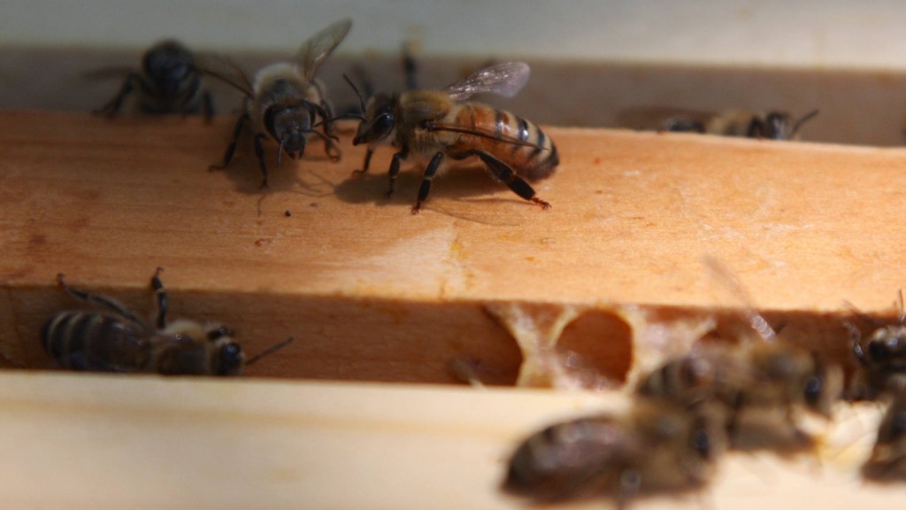 This winter saw most US honeybee colony losses since 2006