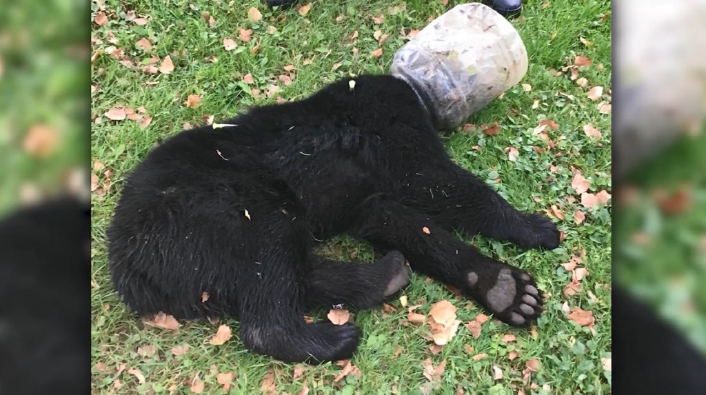 Jar removed from bear cub’s head