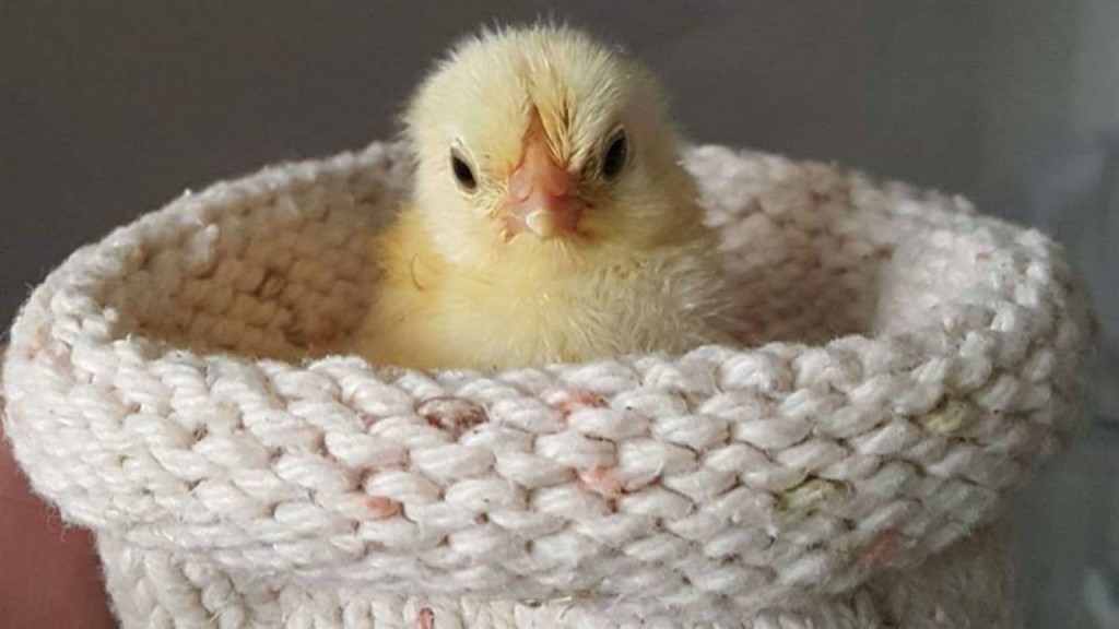 Thousands knit nests for rescued birds