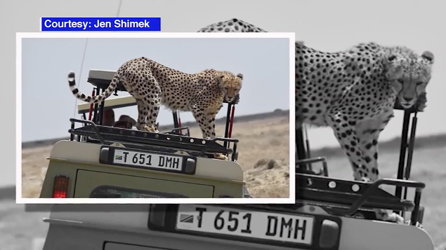 Cheetah jumps on Jeep during African safari