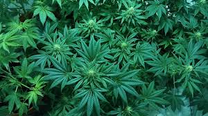Marijuana conviction waivers to be allowed in Washington