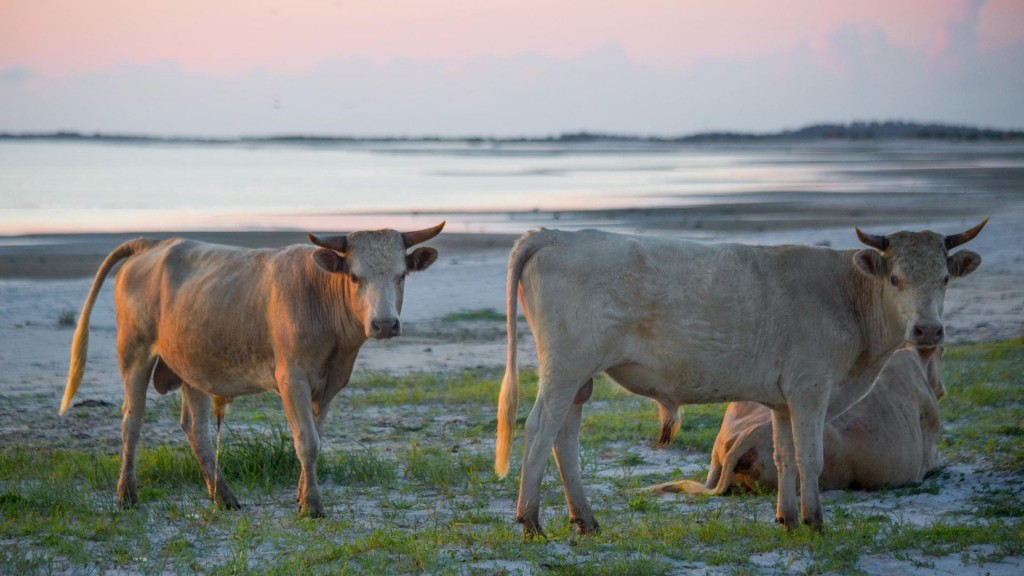 Cows swept away during Hurricane Dorian found alive on island