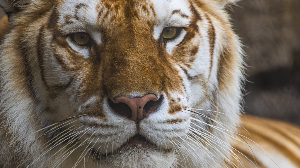 Bengal tiger at Busch Gardens dies after fight with her brother
