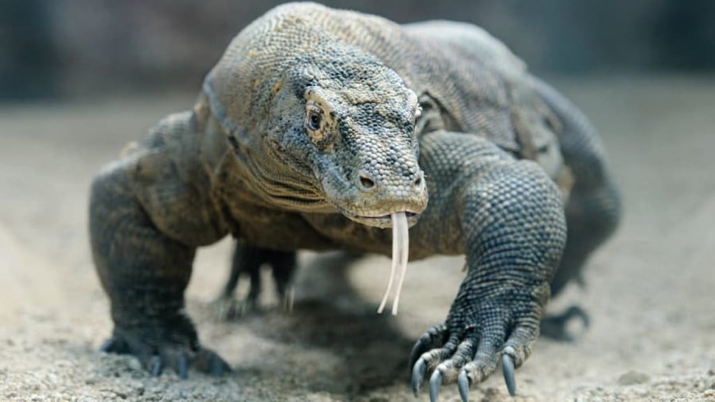 Indonesia’s famed Komodo Island may close for 1 year