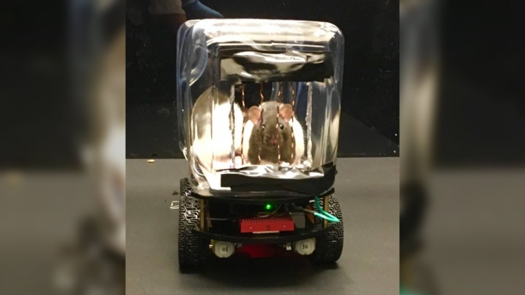 Rats learn to drive rat-sized cars, which may help human mental health
