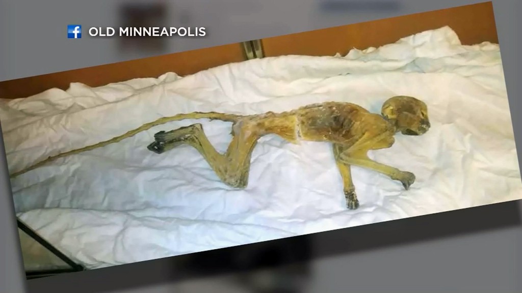 Minnesota’s mummified monkey headed to museum