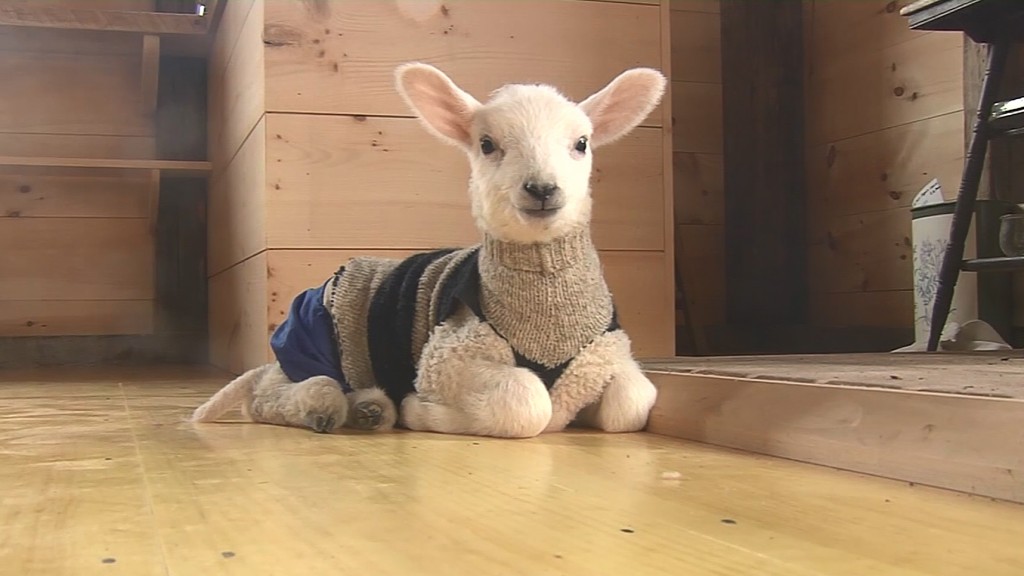 Lamb wears sweater to keep warm