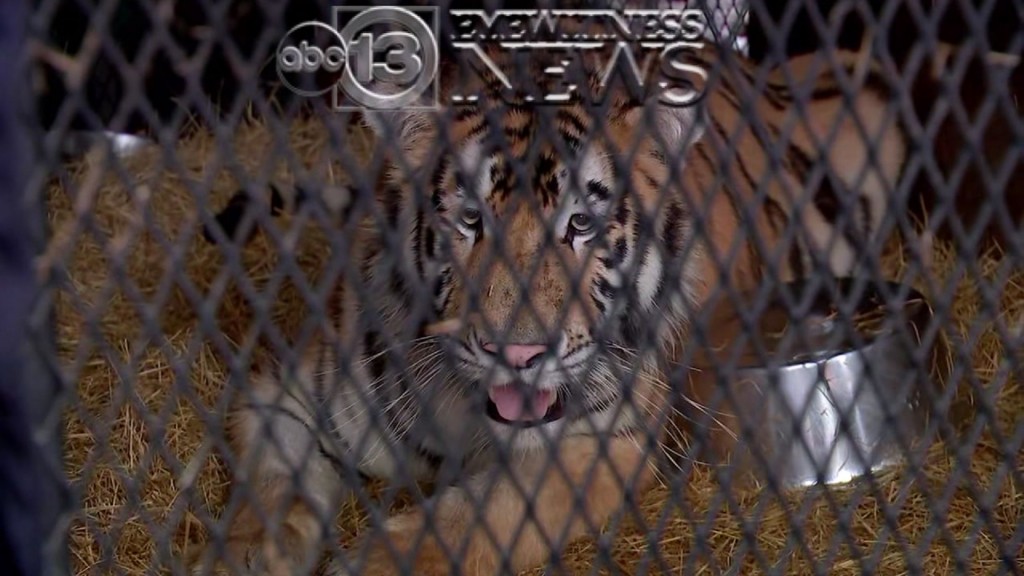 Tiger discovered by weed smoker in Houston moves to new home
