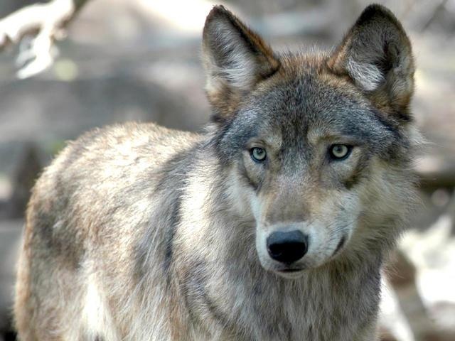 State reports at least 4 wolves have died this year