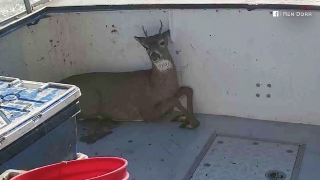 Maine lobstermen find deer swimming 5 miles out to sea