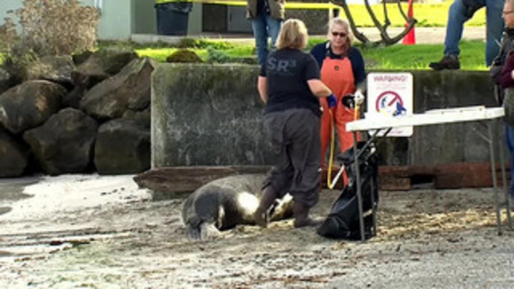 Dead sea lions with gunshot wounds are washing up in Puget Sound