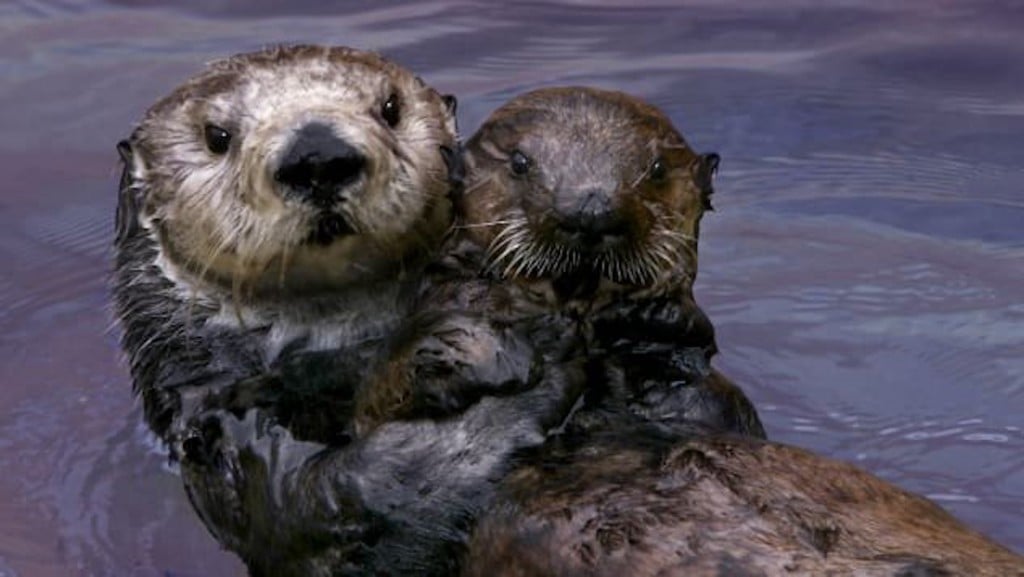 Sea otters adopt orphaned pups, raise them to be wild