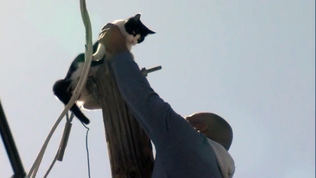 Cat stuck atop power pole rescued