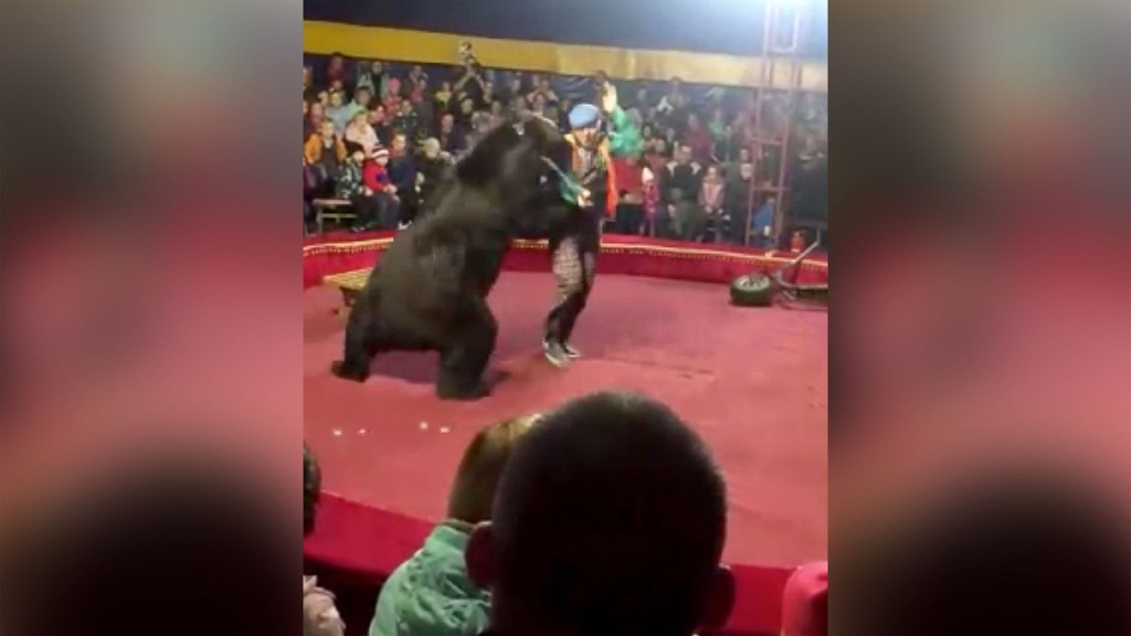 Circus bear attacks handler in front of families