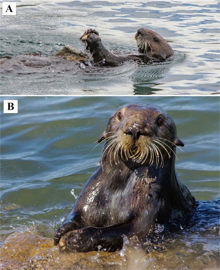 Otters use tools to eat, and it’s recording their history