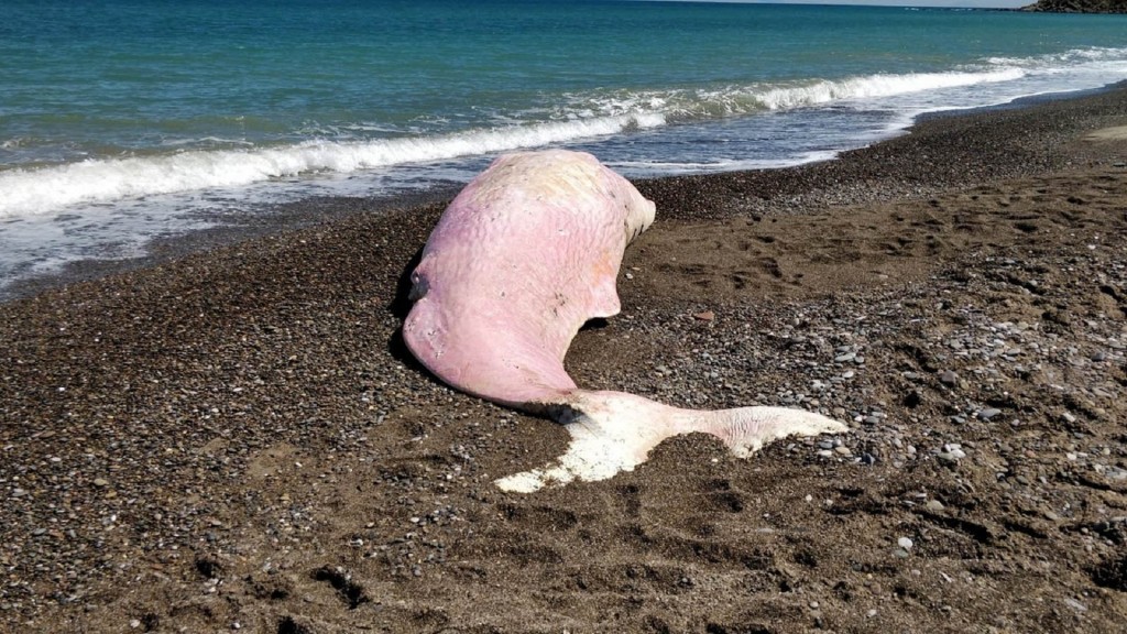 Young sperm whale found dead in Sicily with stomach full of plastic