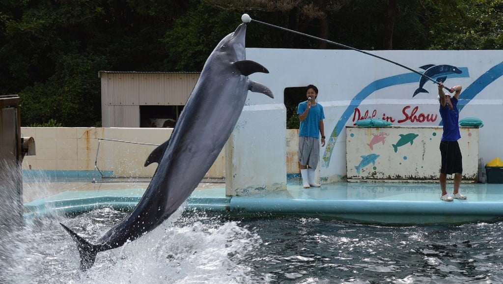 Dolphin stuck in closed Japanese aquarium prompts outrage