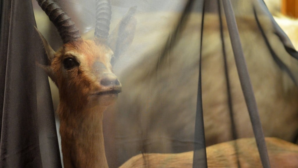 Museum drapes wildlife exhibits in shrouds to highlight extinction crisis