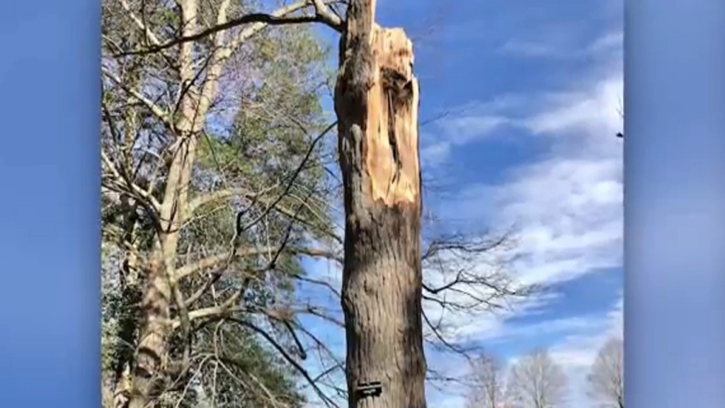 200-year-old tree at Mt. Vernon struck down in nor’easter