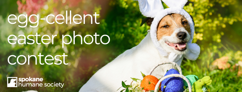 Eggcellent Easter Photo Contest Fb Cover 2020