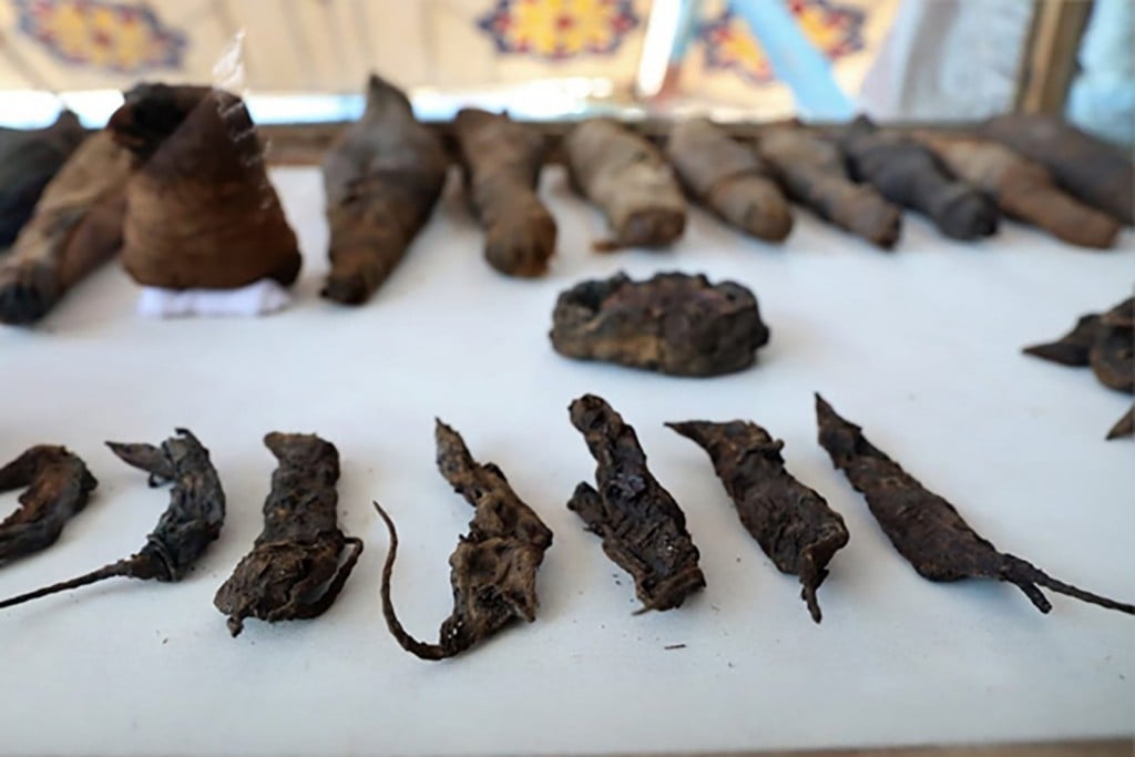 Egypt discovers a tomb full of mummified cats, mice and other animals