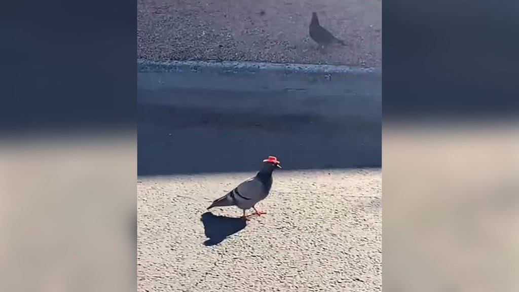 Pigeons in tiny cowboy hats are a mystery in Las Vegas