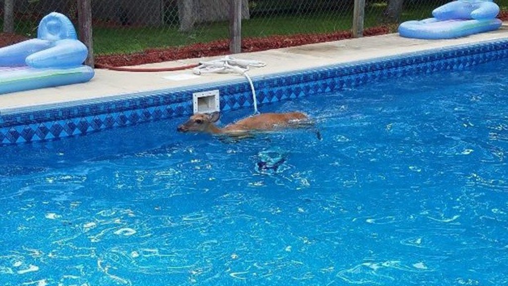 Police respond to report of deer ‘swimming laps’