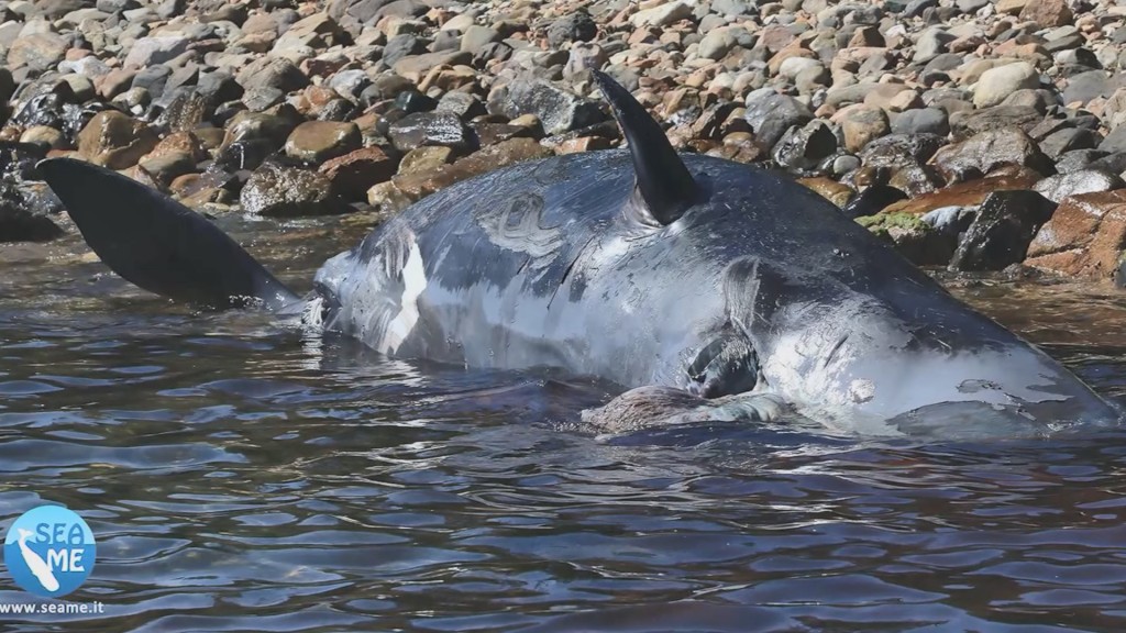 Pregnant whale washed up in Italy had 22 kilograms of plastic in stomach