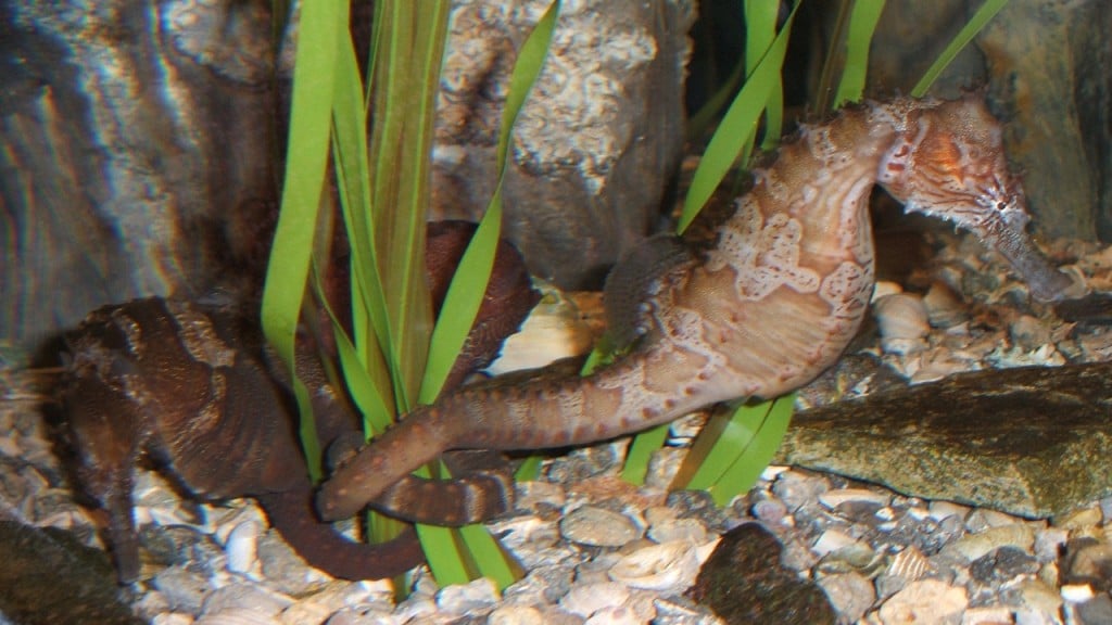 Seahorses, used as a natural Viagra by Chinese, are on decline