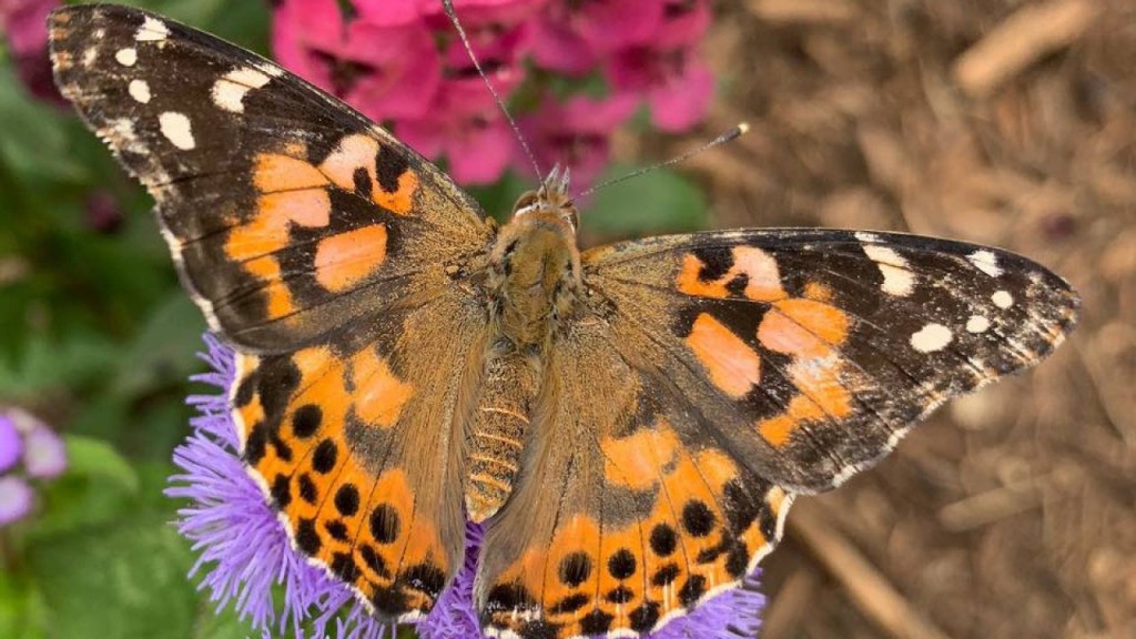California’s super bloom attracts swarms of migrating butterflies