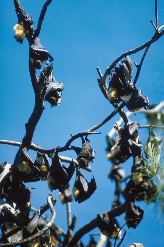 Health officials report 4 rabid bats in May in Washington