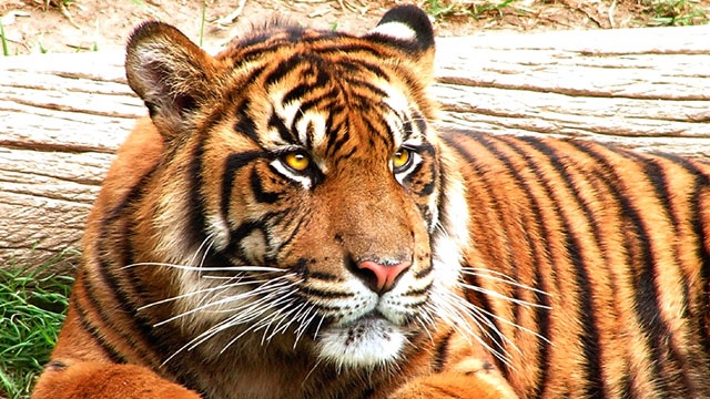 Villagers in India beat tiger to death