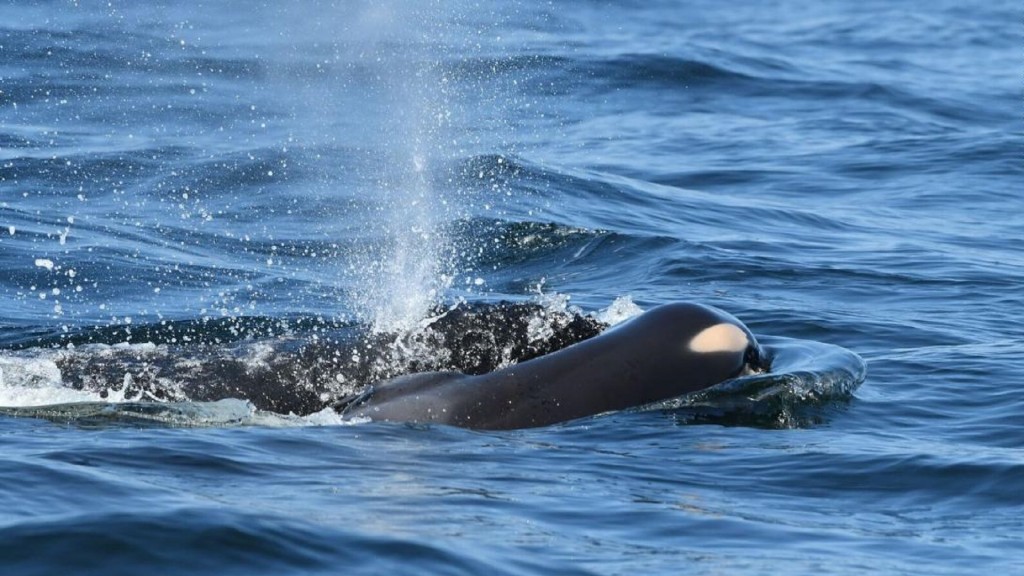 ‘Tour of grief is over’ for killer whale no longer carrying dead calf