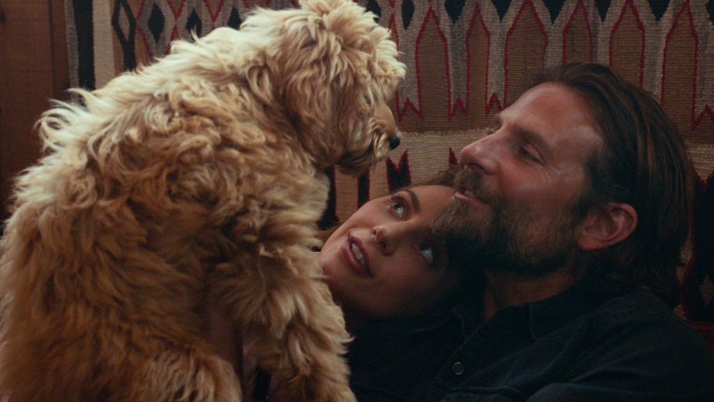 You’re not only one thinking about dog from ‘A Star Is Born’