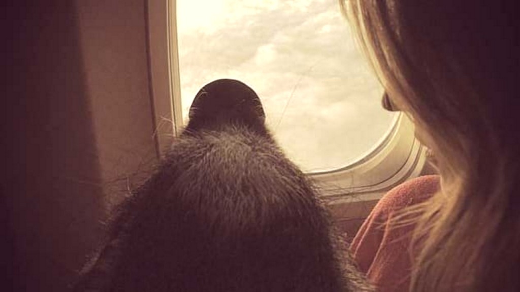 Should emotional support animals be allowed on board airplanes?
