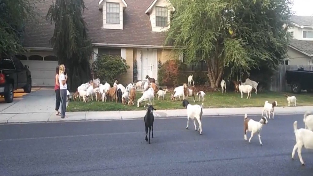 Herd of rental goats invade Boise neighborhood, baaad goat puns ensue