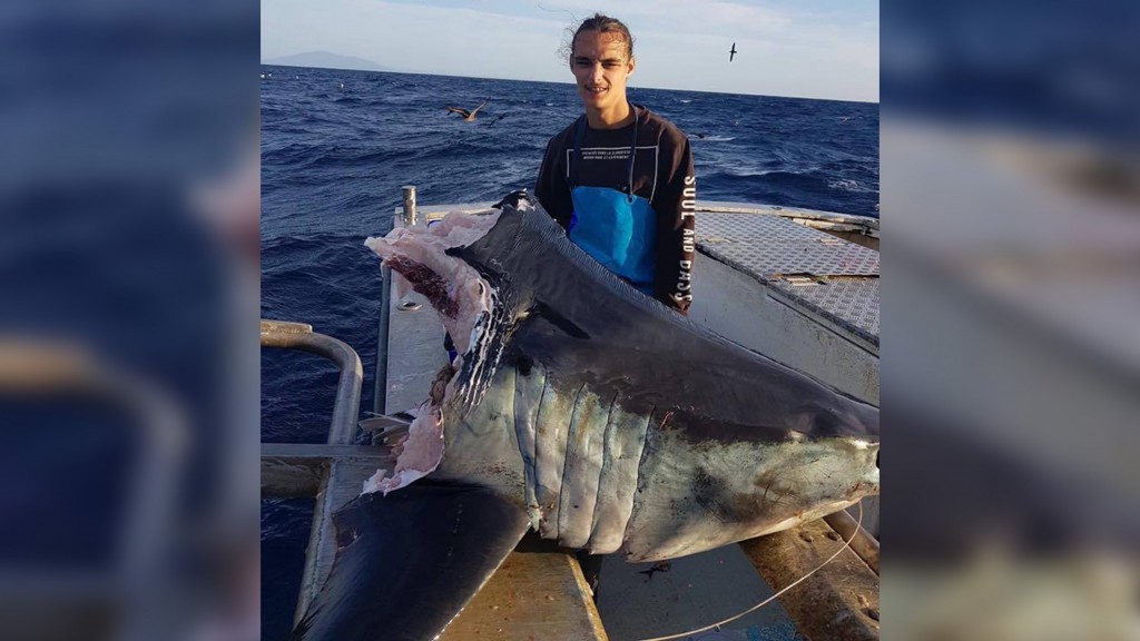 Fisherman catches giant shark and something even bigger takes a bite