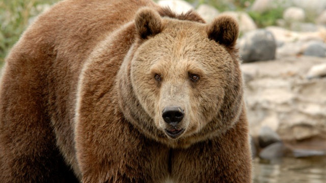 Grizzly bear attacks Montana hunter, 4th attack in days