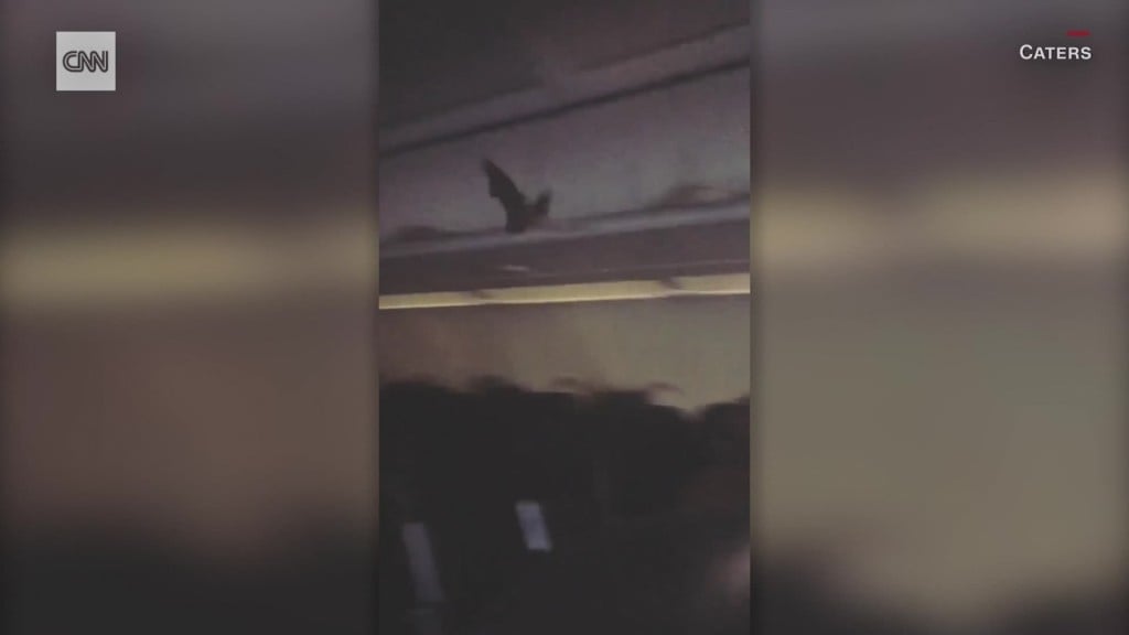 Spirit Airlines passengers have a surprise bat passenger
