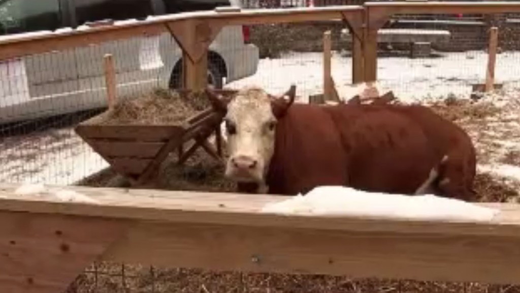Cow escapes church nativity scene twice