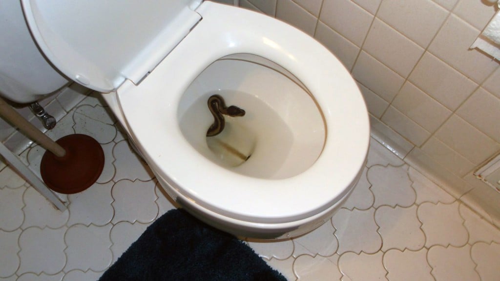 Virginia man discovers ‘uninvited guest’ in bathroom
