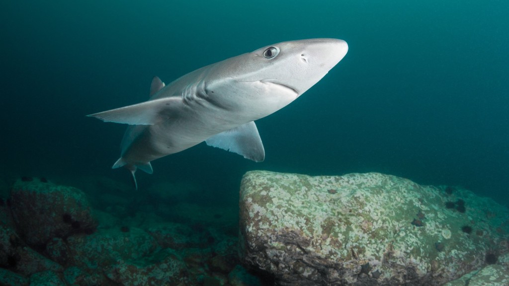 Fish and chip shops serve endangered shark species, scientists find