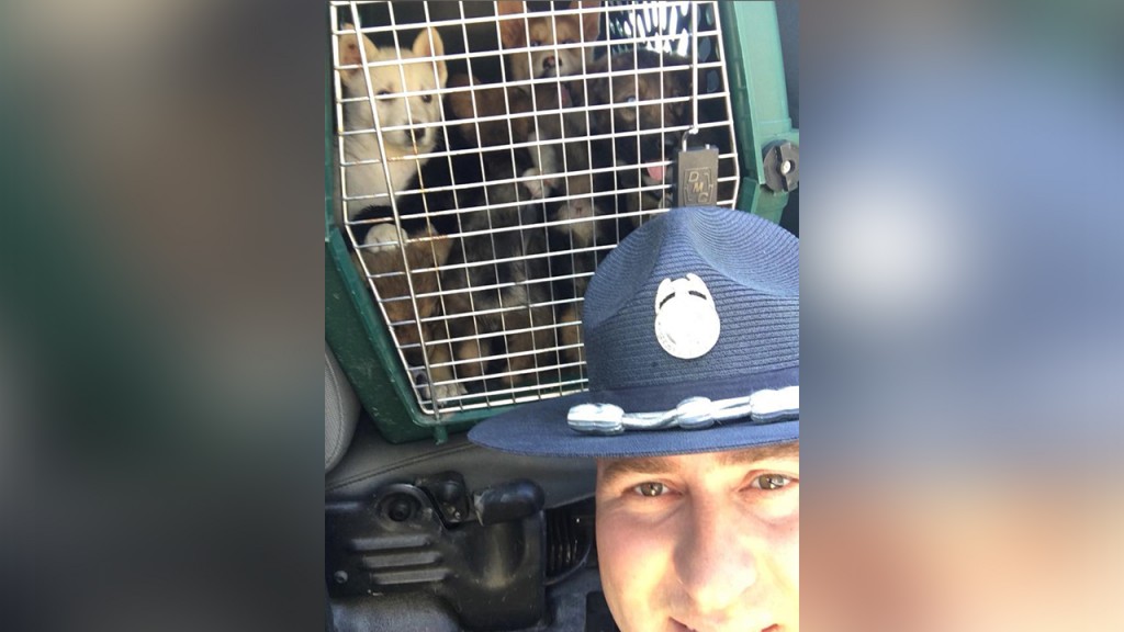 Puppies rescued from hot trunk during Oregon traffic stop