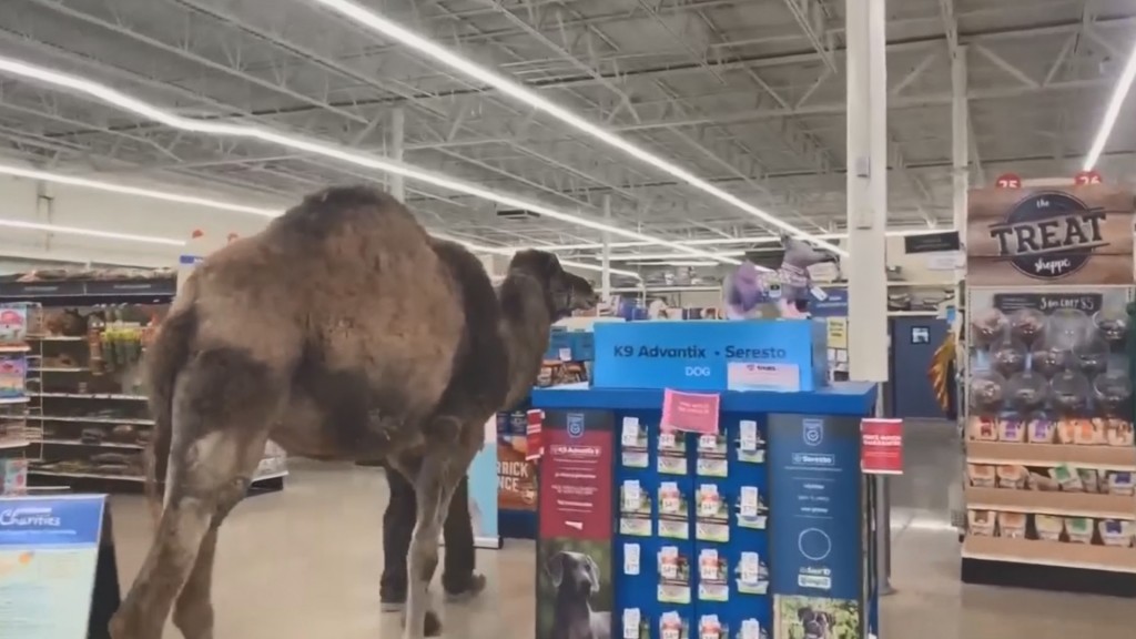 Camel strolls through PetSmart in Michigan