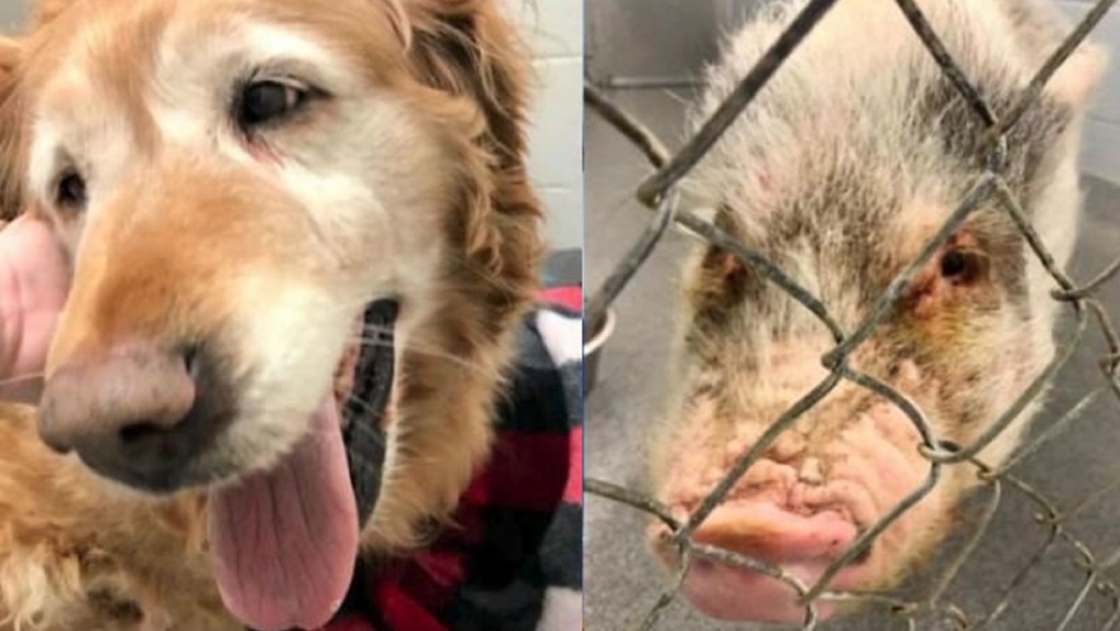 Dog and pig looking for new homes after being abandoned