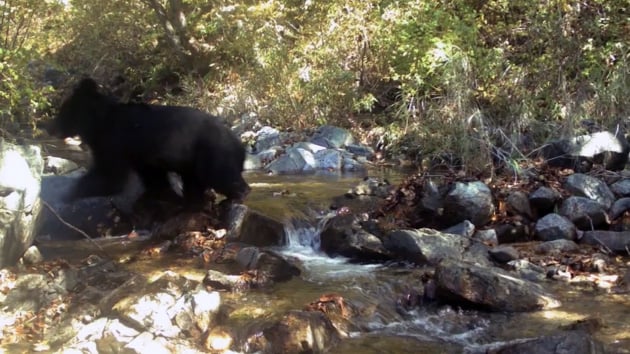 Rare black bear spotted in demilitarized zone between North and South Korea