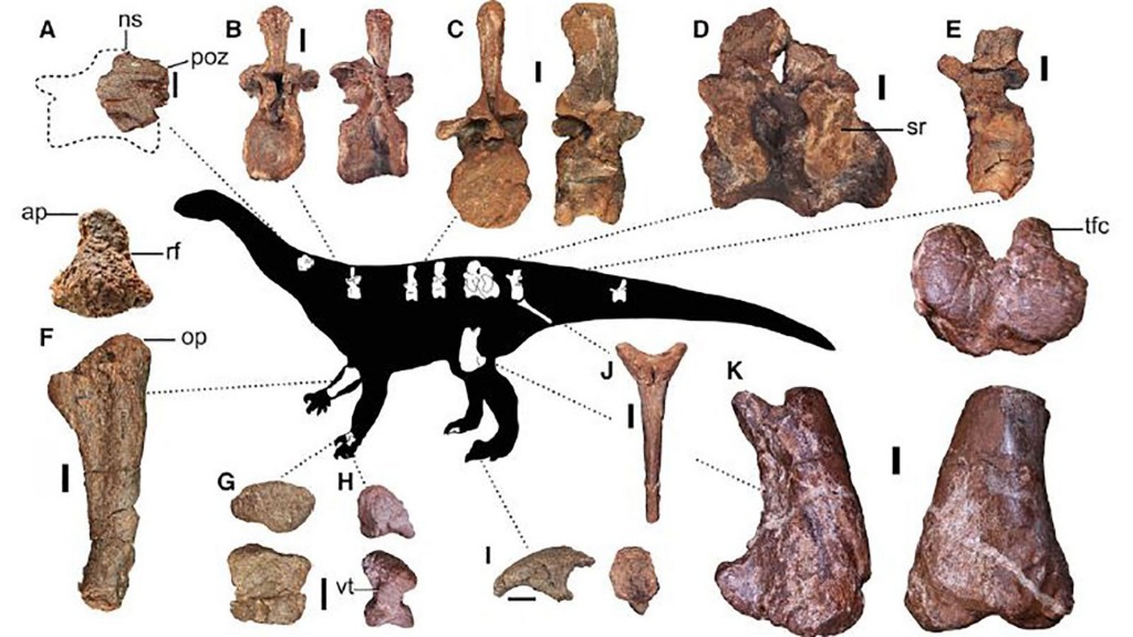New 26,000-pound dinosaur discovery was Earth’s largest land animal