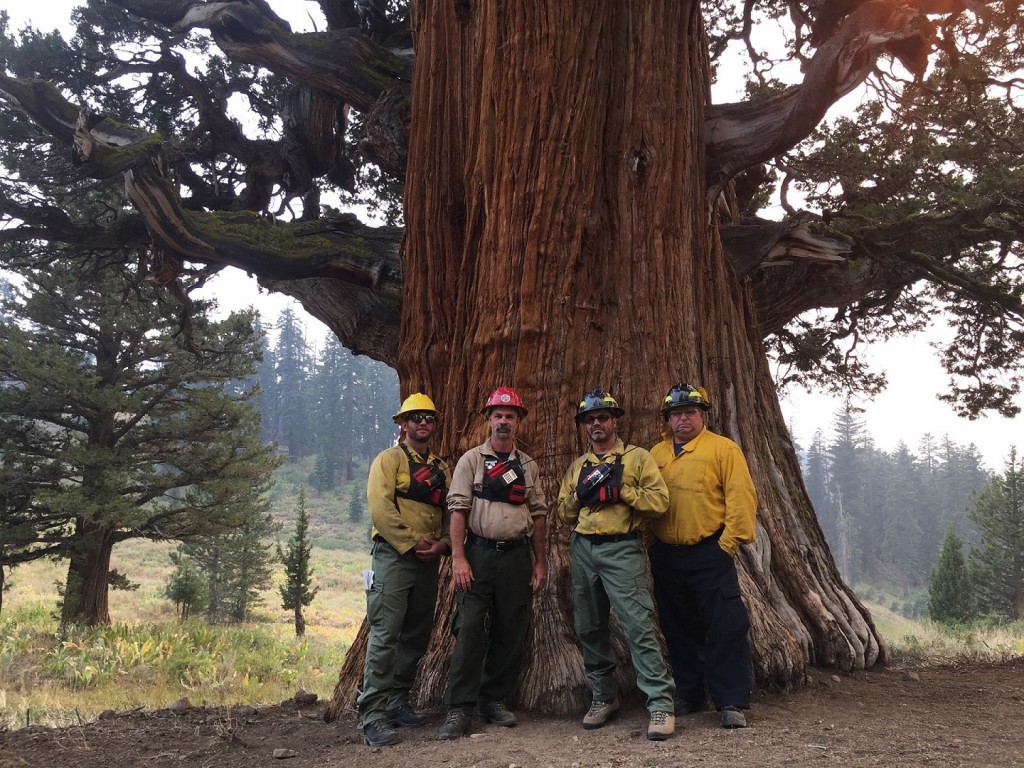 California wildfire threatens 2,000-year-old juniper tree